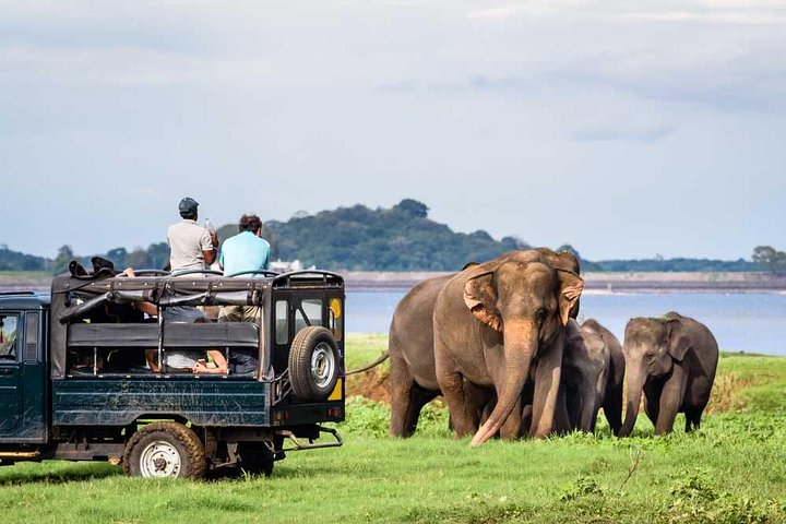 Minneriya National Park